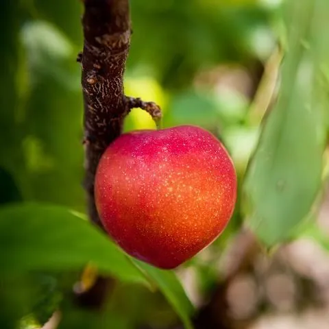 thumbnail for publication: Peach Consumption: A Profile of Purchasers and Non-Purchasers